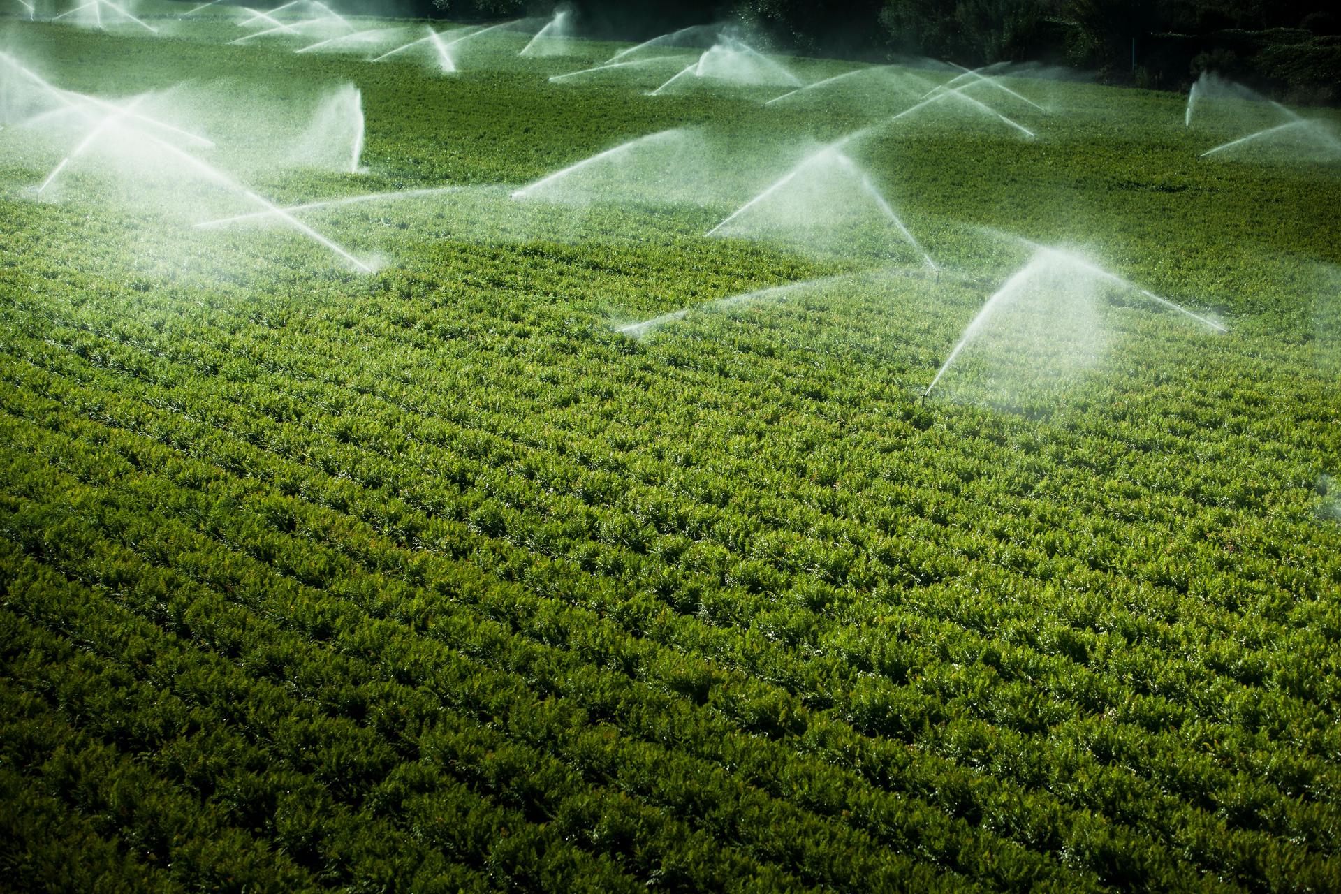 Gicleurs d'arrosage plantes alléchants sur des terres agricoles fertiles